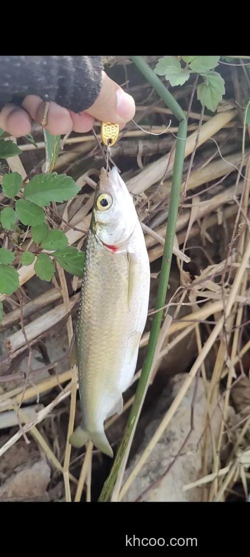 钓白条能用糠饼打窝吗？