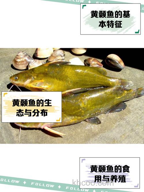 我想用猪肉馅来喂黄颡鱼不知道可以吗?请专家或有经验的朋友赐教，多谢？