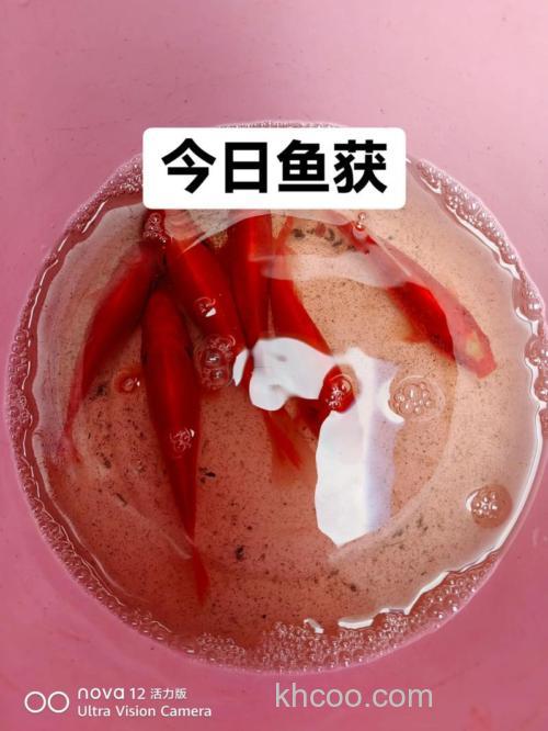 血麦适合钓什么鱼？