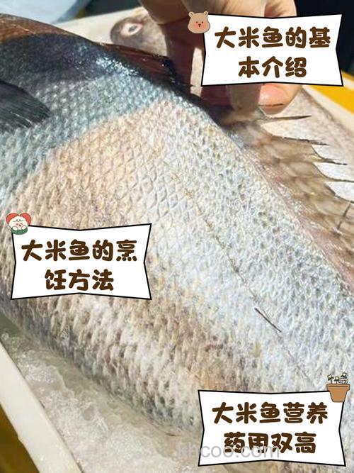 米糟可以喂鱼吗？