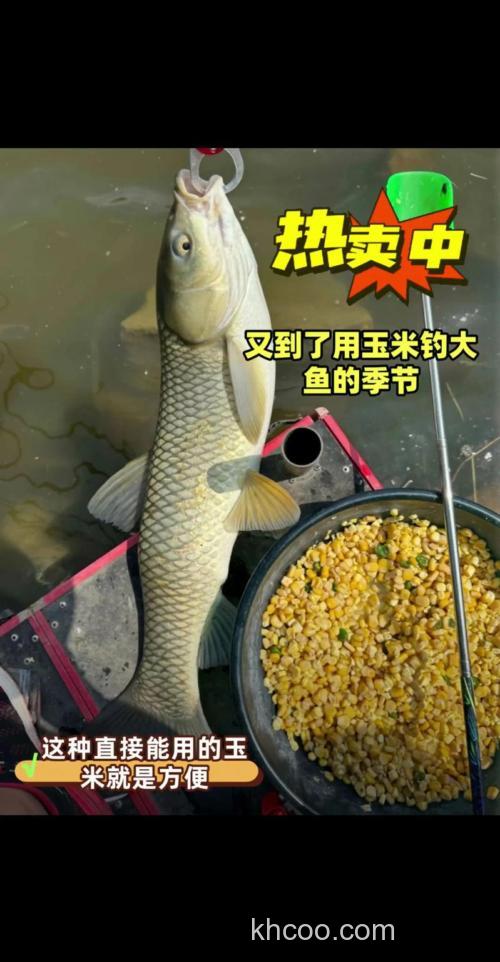 用嫩玉米钓鱼怎么打窝