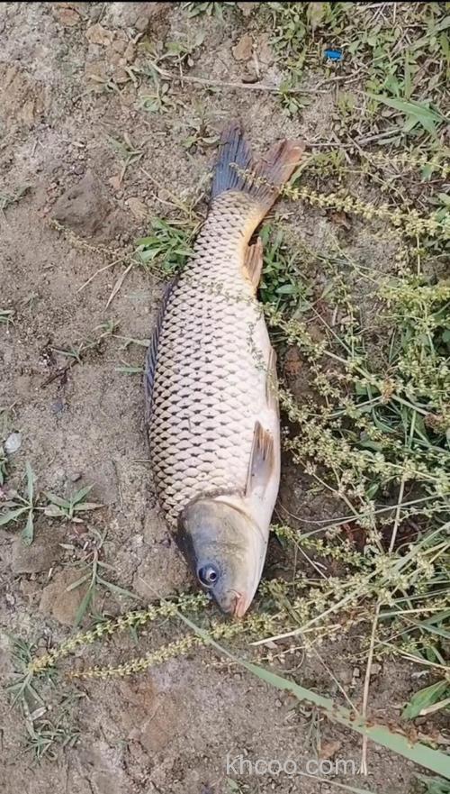 春天想钓大鲫鱼看这里