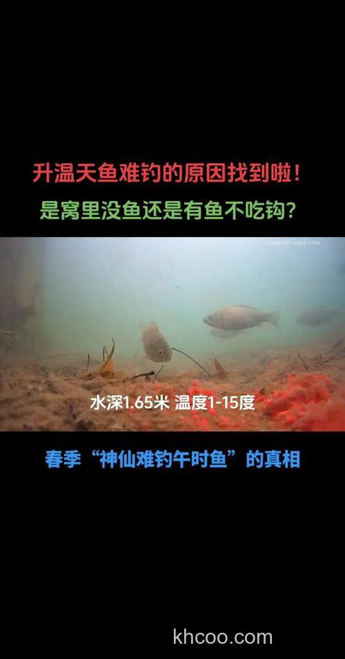 鱼停口了怎么办？