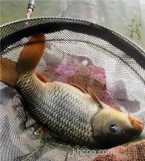 南宁海竿邕江钓鱼用什么料？