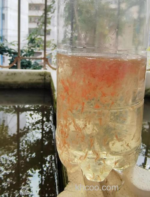 丰年虾可以当作鱼饵钓鲫鱼吗？