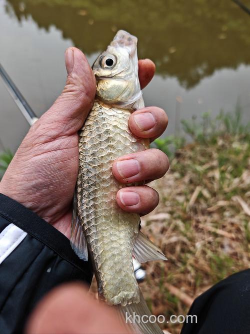 余姚野钓鲫鱼的地方？