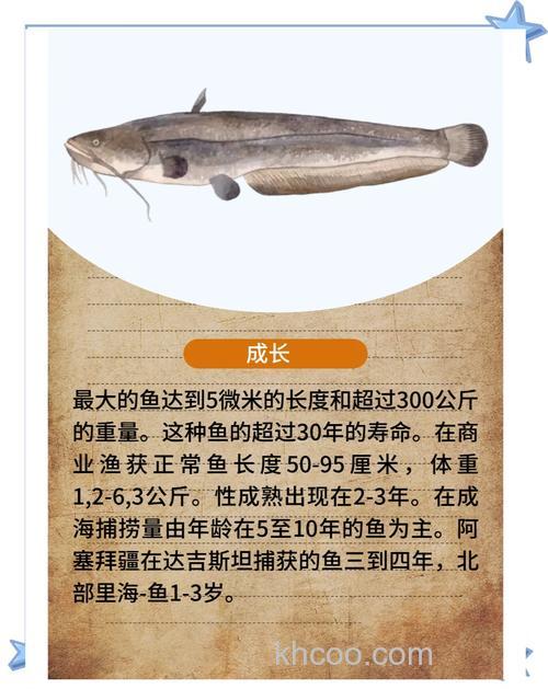 钓鲶鱼的几种荤饵详细介绍