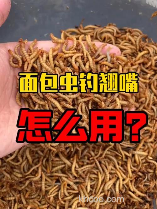 细说面包虫一款夜钓鲶鱼的好饵料