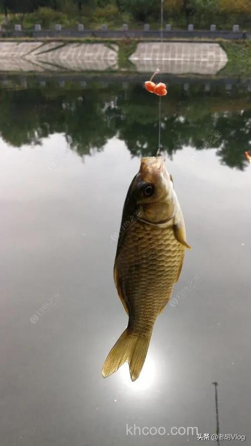 小麦钓鲫鱼效果好吗？