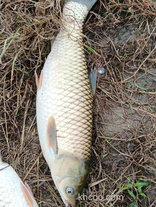 野钓用玉米打窝好还是用饵料好？