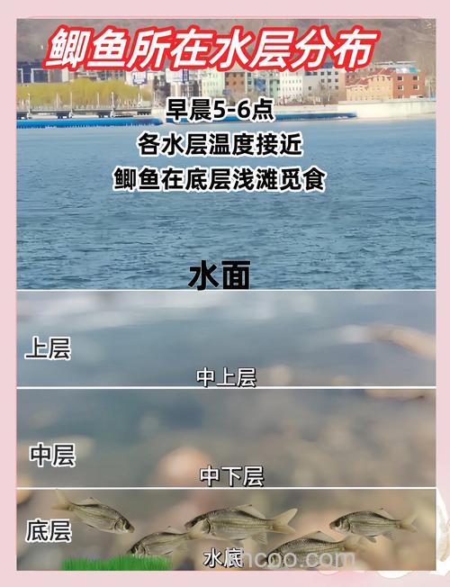 鲫鱼一天的活动规律是什么？