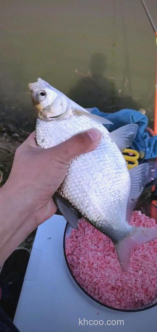 夏钓之鳊鱼的5个技巧