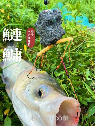 菜枯钓鲢鳙经典配方？