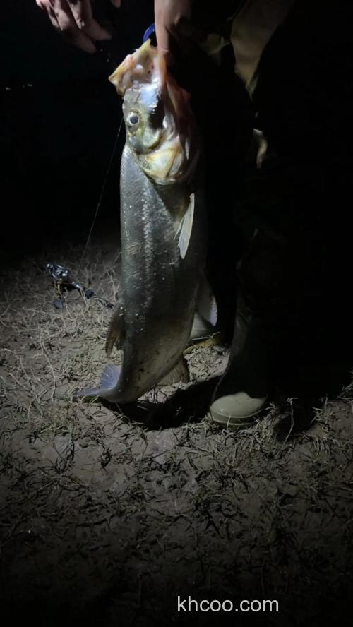 野钓晚上用什么饵？