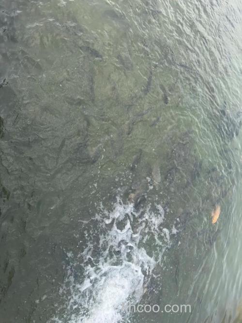 唐山丰南鲤鱼吃哪种饵？