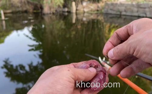 鸡肝鸭肝适合钓什么鱼？