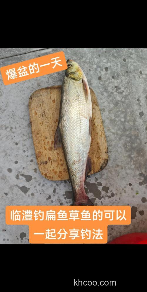 黑坑草鱼如何钓？