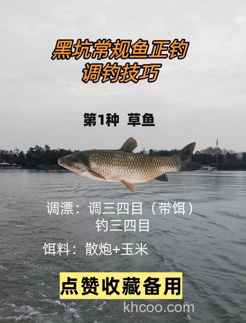 黑坑草鱼怎么钓,用什么饵料好用