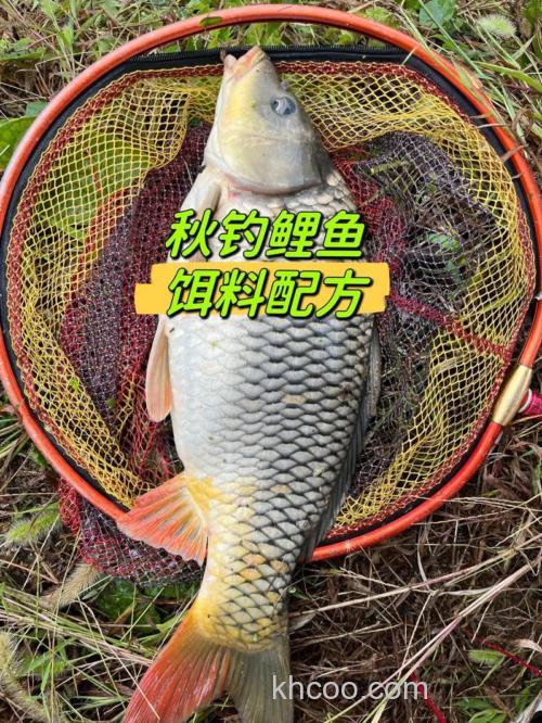 秋天钓鲤鱼用麝香还是甜薯好？