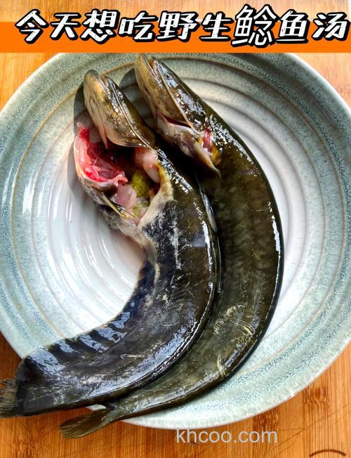 鲶鱼最爱吃的10种食物有哪些？