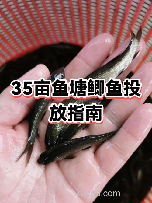 鱼塘里鲫鱼为什么不长？