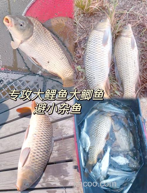 甜薯玉米配蓝鲫比例？