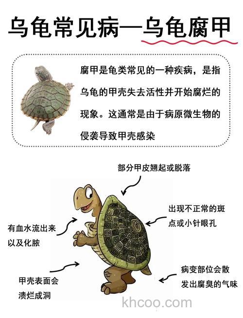 有关乌龟的问题 急急急急急急急急急急急急急急急急急！