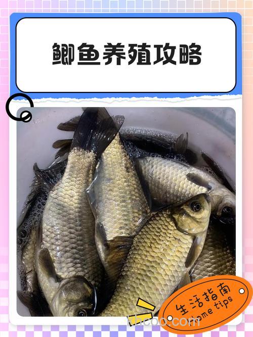 池塘怎样养鲫鱼