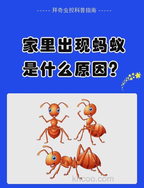 家里的蚂蚁无处不在，烦死了！！！