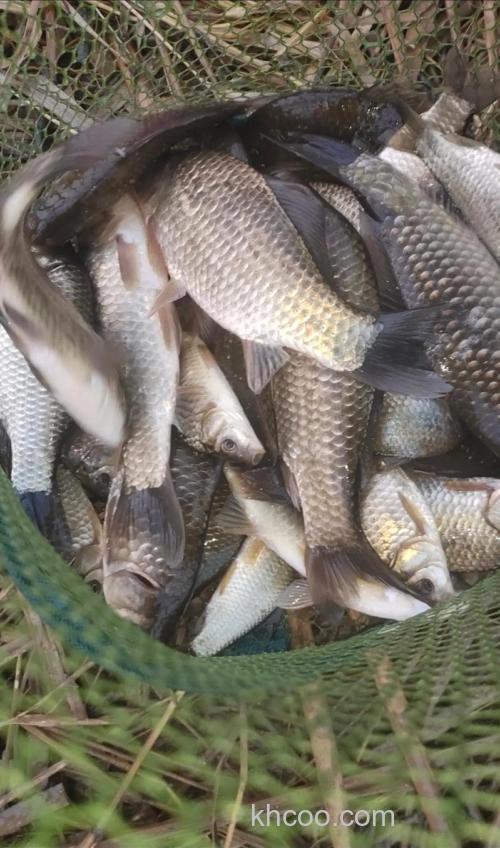 鲫鱼4种逗钓法，钓鲫鱼又快又准