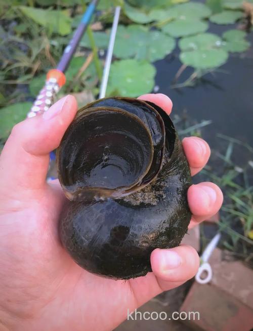 钓鲫鱼用多大的螺？