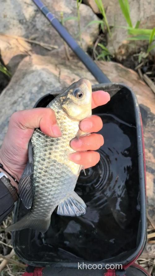 3月份钓鲫鱼，大板鲫不咬钩？