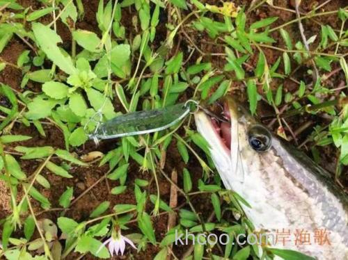 3.5克铅头钩加子弹铅？