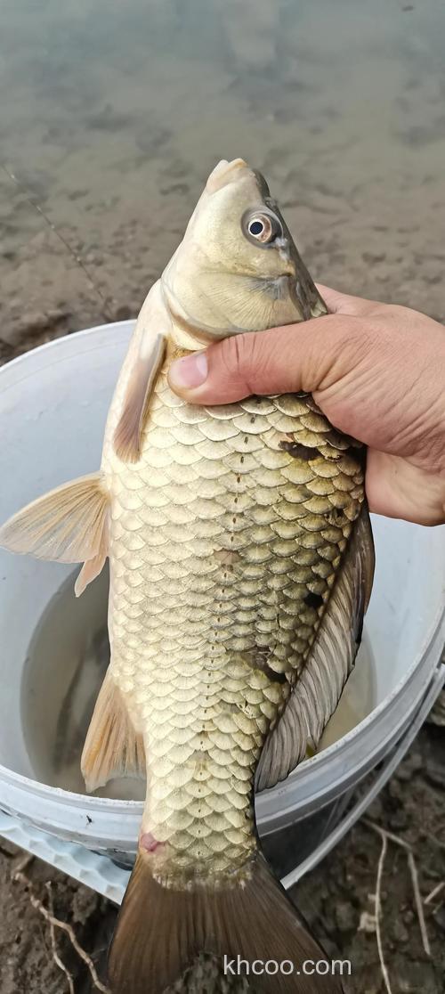 春季野钓鲫又多又大