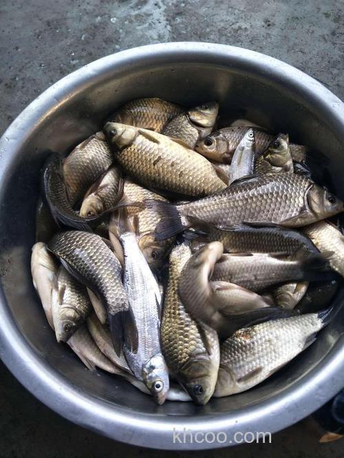 春分过后野钓大鲫鱼三个准备