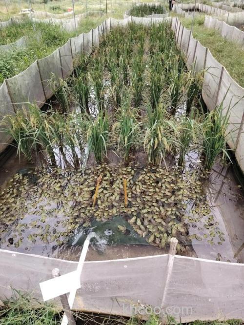 水稻牛蛙综合种养技术？