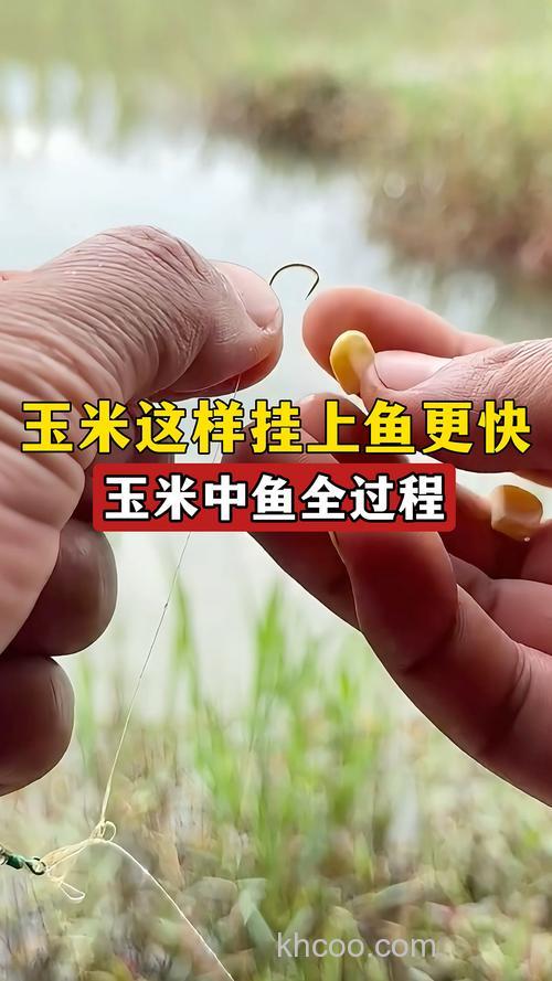 玉米面钓鲫鱼绝招？