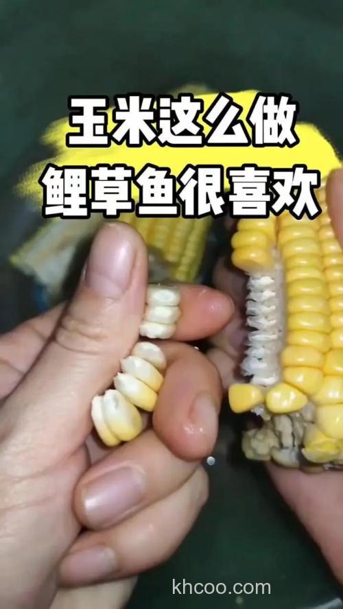 嫩玉米粒怎么做成鱼饵