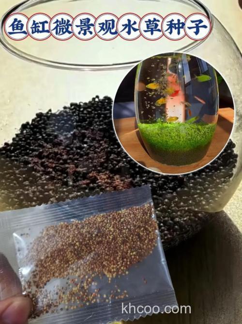 喂草鱼的池塘，种什么样的水草种子？