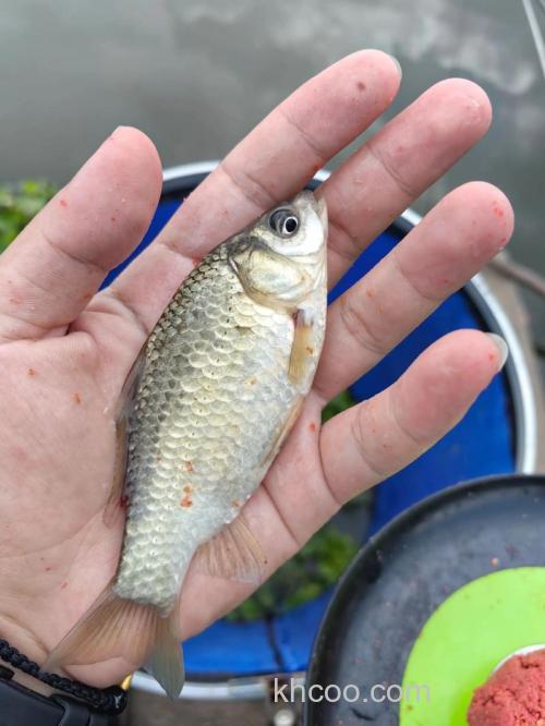 钓刁子鱼、鲫鱼用什么鱼饵？