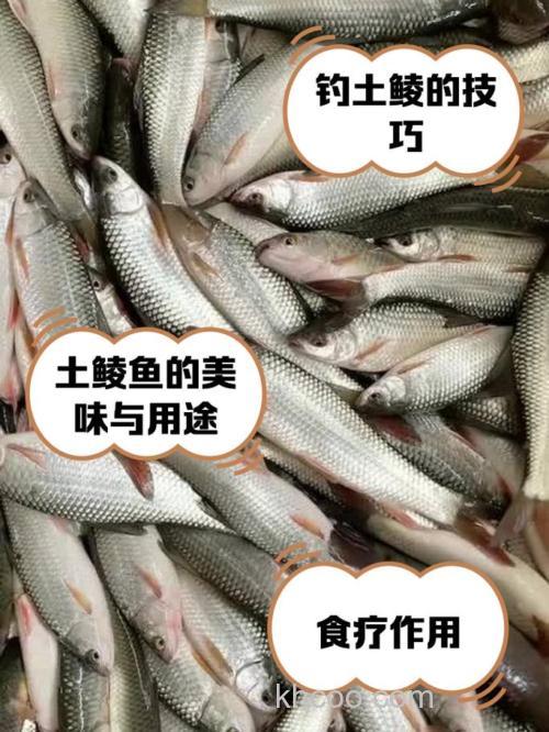 土家族可以吃鱼嘛？