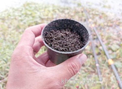 蚯蚓液钓鱼效果怎么样？