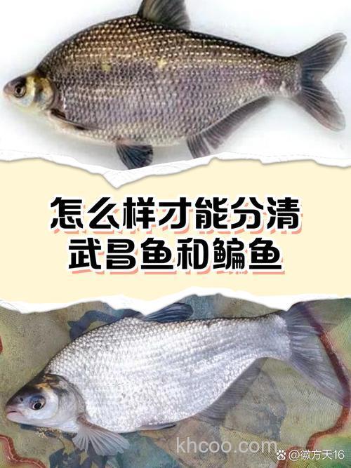 武昌鱼钓底还是钓浮？