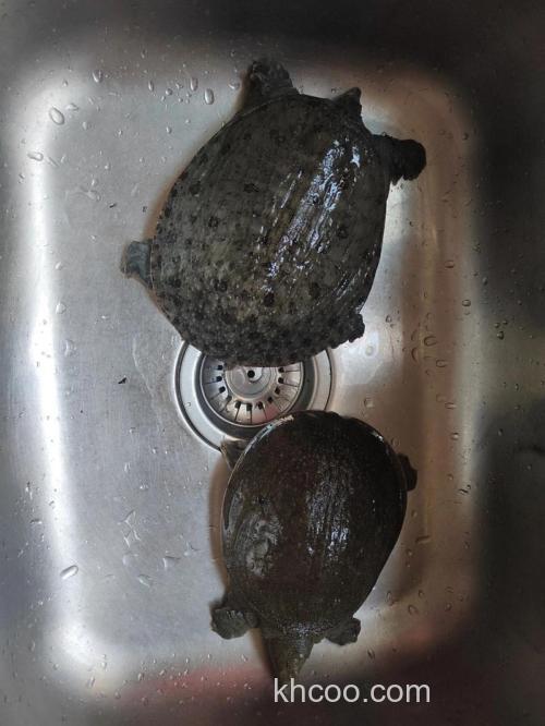 猪油渣能钓甲鱼吗?