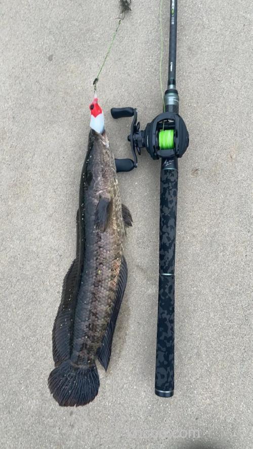 雷强路亚黑鱼的钓点寻找与分析