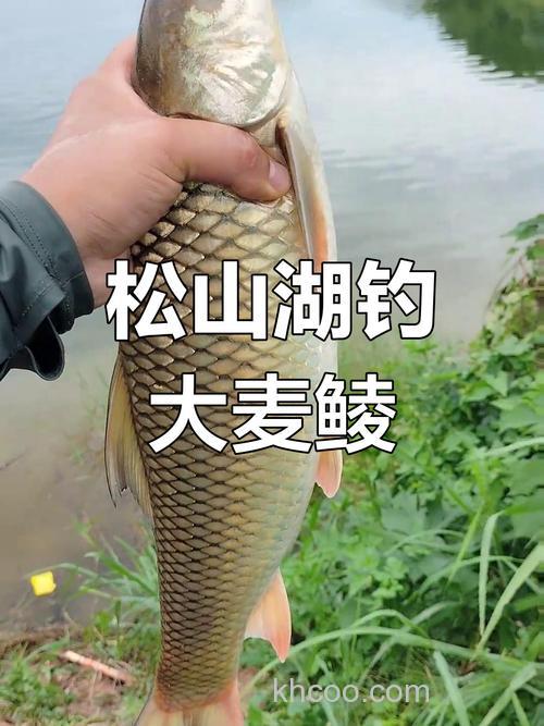 麦子饵料适合钓什么鱼？