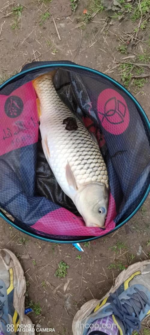 玉米谷麦能钓哪些鱼？