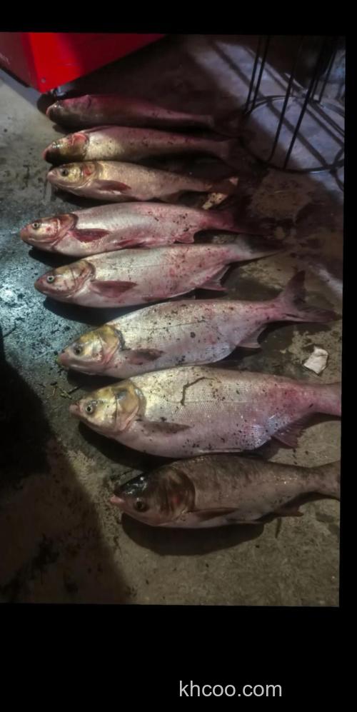 夏天夜钓鲢鳙加果酸有用吗？