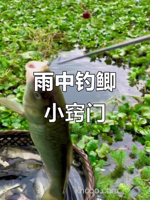 雨天钓鲫鱼最佳方法？