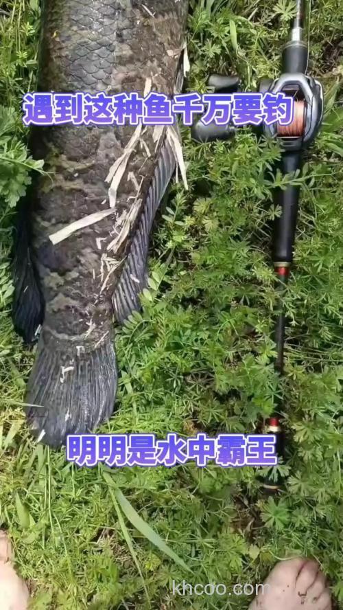 水中霸王（黑鱼）的钓法和技巧解析